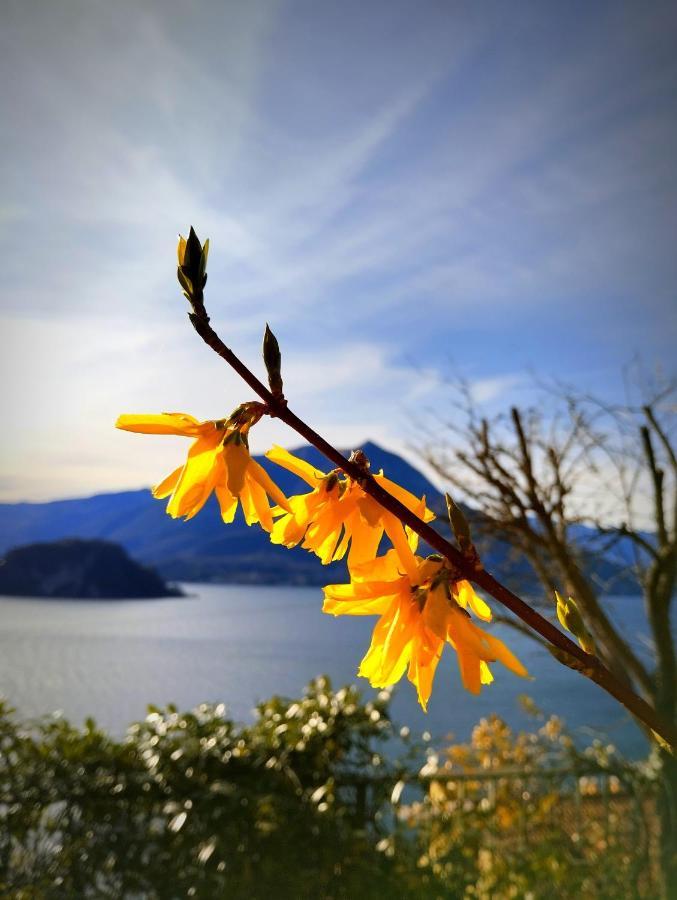 Ortensia Lake Como - Perfect For Couple And Pets Varenna Exteriör bild