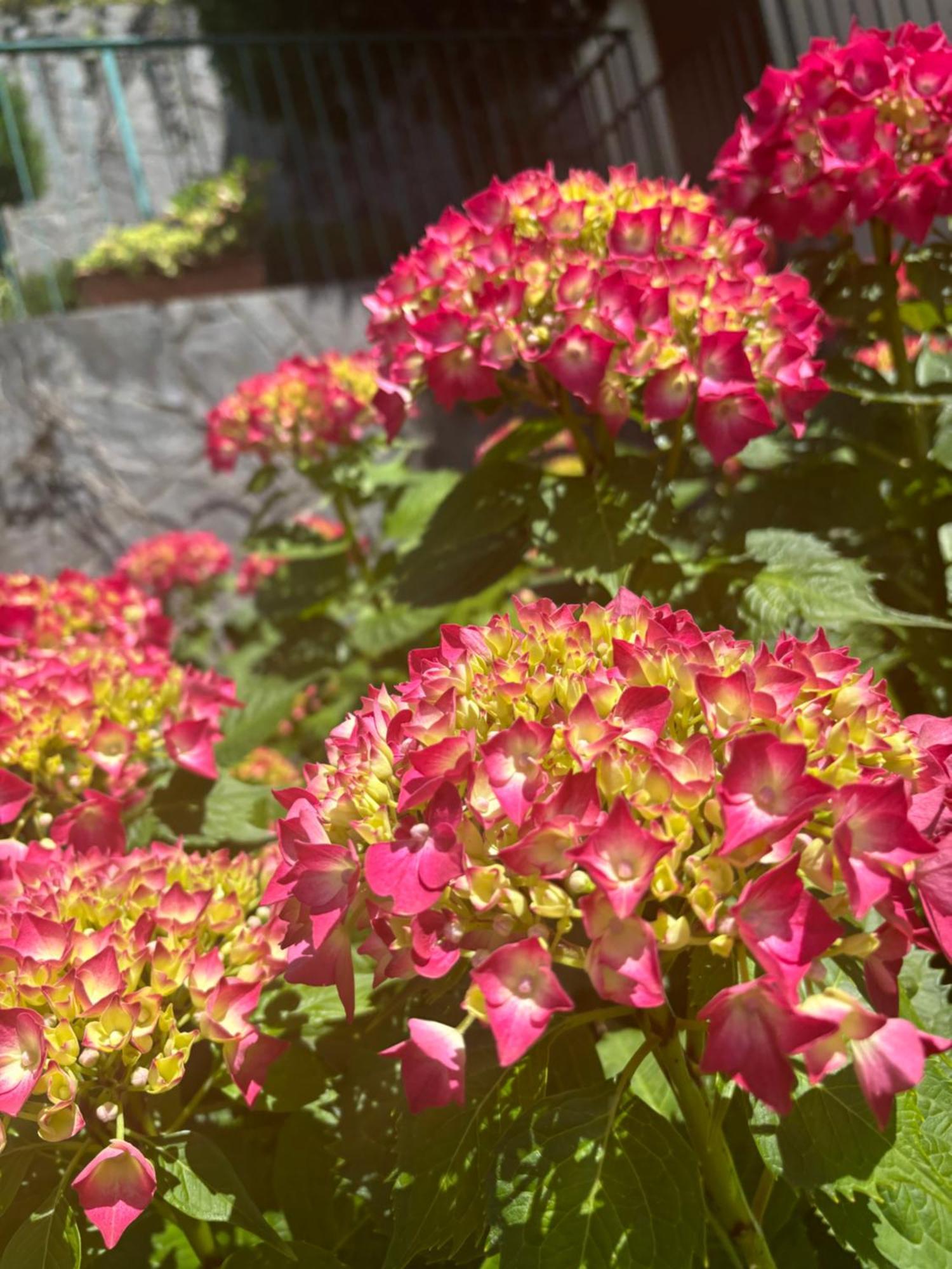 Ortensia Lake Como - Perfect For Couple And Pets Varenna Exteriör bild